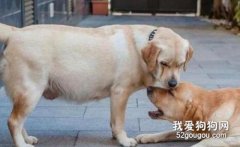 狗狗懷孕多久能生小狗狗？