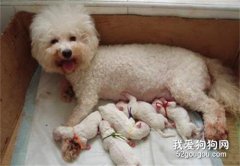 比熊產后缺鈣怎么辦？