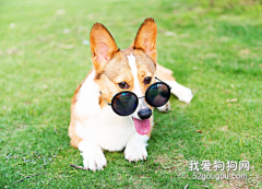 狗狗腸胃脆弱的原因有很多，抓緊看看吧！你家狗狗的是哪一種呢？