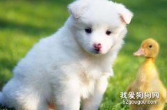 狗狗腸胃不容小視 營養吸收不好 腸胃有問題！