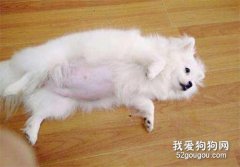 博美犬懷孕期間飲食注意事項