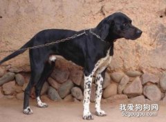 【指示犬好養嗎】指示犬智商 指示犬性格大揭秘