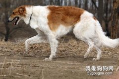 波索爾智商 波索爾性格大揭秘