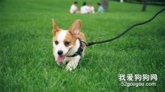 卡迪根威爾士柯基智商 卡迪根威爾士柯基性格大揭秘