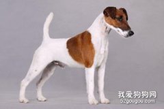 平毛獵狐梗智商 平毛獵狐梗性格大揭秘