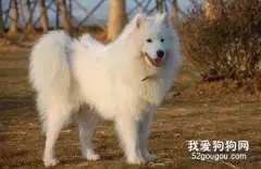 美国爱斯基摩犬智商 美国爱斯基摩犬性格大揭秘