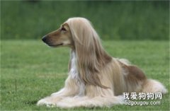阿富汗獵犬智商 阿富汗獵犬性格大揭秘