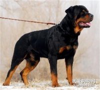 羅威納犬智商 羅威納犬性格大揭秘