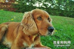 美國可卡犬智商 美國可卡犬性格大揭秘