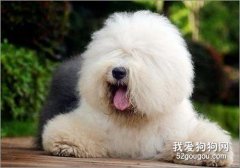 英國古代牧羊犬智商 英國古代牧羊犬性格大揭秘