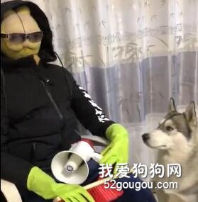 為了防止狗狗拆家，主人想了這樣一個辦法……