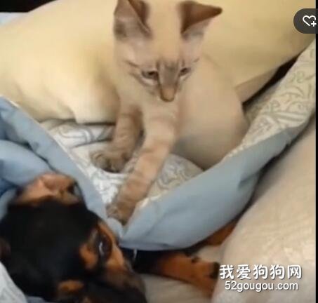 貓咪不停地騷擾狗子睡覺，差點就被拉進被子里...