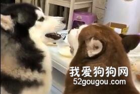 千萬不要跟二哈吵架，因為...根本就吵不贏啊！