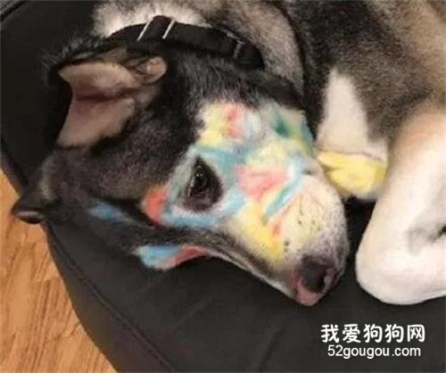 網友把二哈和孩子留在客廳，就去廚房煮晚餐，結果...