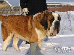 圣伯納犬的飼養方法