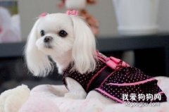 馬爾濟斯犬的飼養方法