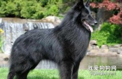 比利時牧羊犬的飼養方法