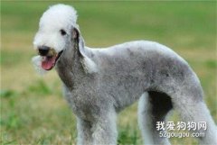 貝靈頓梗的飼養方法
