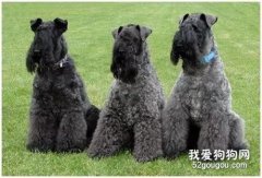 凱利藍梗的飼養方法