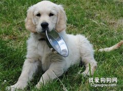 愛犬飲食管教