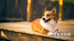 彭布羅克威爾士柯基犬的飼養方法