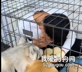 金毛聯合二哈狂搶主人包子，直到主人被關進籠子里才肯罷休！