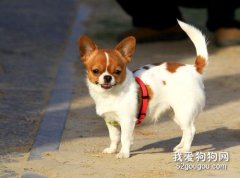 吉娃娃幼犬成長所需的營養