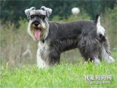 不同環境下雪納瑞的飼養方法