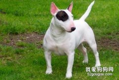 牛頭梗的飼養方法