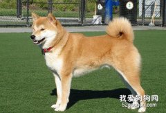 秋田犬的飼養方法