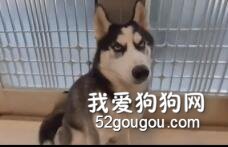二哈在家亂尿，主人剛想揍它，這貨：多大事，我喝掉就是了...