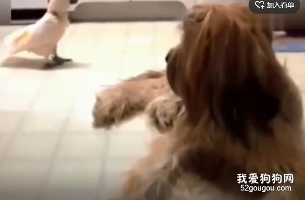 把鸚鵡和狗狗養在一起，竟然分不出誰才是狗了