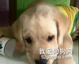 小拉拉不聽話，鏟屎官喊來了它媽...“小兔崽子，皮癢了？”