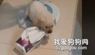 狗狗喜歡撕紙？終于知道什么原因了......