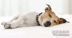 導致狗狗死亡的疾病排行榜