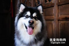 不同環境下阿拉斯加雪橇犬的飼養方法