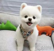 寵物營養師：小狗的喂養法則