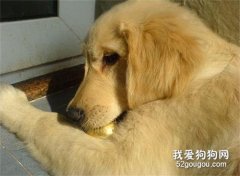 狗狗發燒的判斷及治療方法