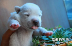狗狗在冬天易患的三種疾病