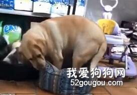 拉布拉多很努力得想把自己塞進小床里，結果...心疼胖砸！