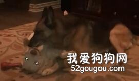 深更半夜，鏟屎官竟拍到了家里的德牧和比特偷偷在...