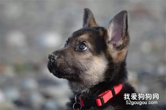 兩月大德牧寶寶患致命心臟病，200個陌生人一起幫它完成遺愿！
