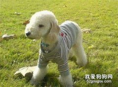 貝靈頓梗的優點有哪些