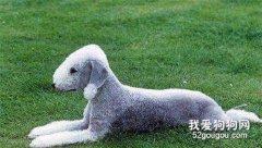 貝靈頓梗犬的美容步驟