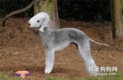 貝靈頓梗犬的生活習性是什么