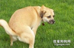狗狗便秘的4個解決方法