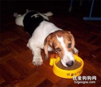 狗狗沒食欲怎么辦?