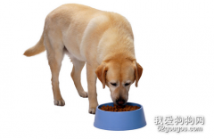 狗狗拉稀帶血絲怎么辦？