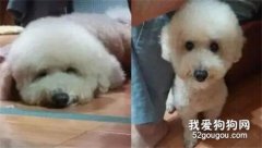老爸心血來潮給家里的泰迪修毛，結果……這是食蟻獸吧！