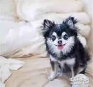 ?養狗狗路上常會出現的十個大坑